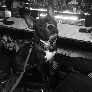 Meet your Posher, Alice